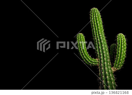 黒背景に緑のサボテンの壁紙 136821168