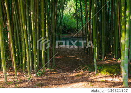 path to the river in a tropical bamboo forest path to the river in a tropical bamboo forest 136821197