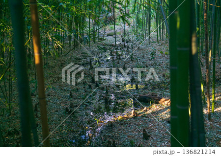 swampy bamboo forest in valley of river swampy bamboo forest in valley of river 136821214