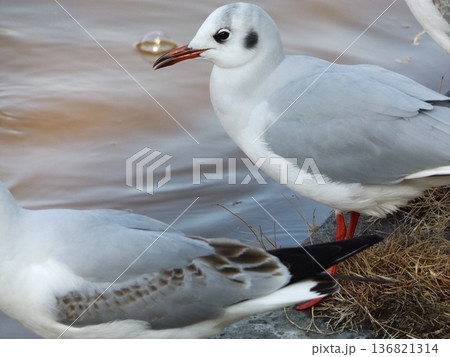 稲毛海浜公園浜の池に来たユリカモメ 稲毛海浜公園浜の池に来たユリカモメ 136821314