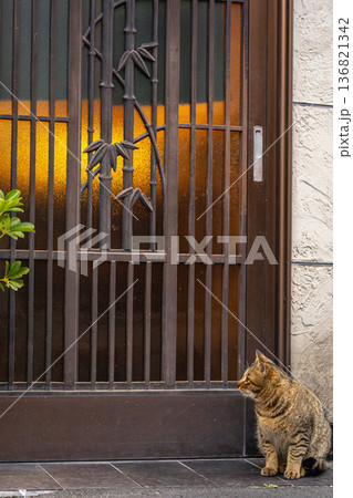 玄関先で静かに佇むキジトラ猫 玄関先で静かに佇むキジトラ猫 136821342