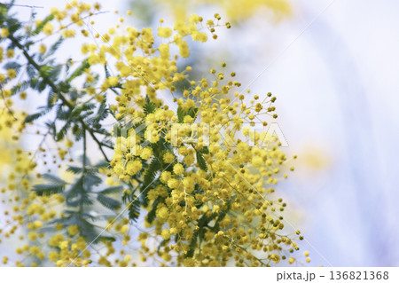 ふんわりと咲くミモザの花 春のやわらかな光 ふんわりと咲くミモザの花 春のやわらかな光 136821368