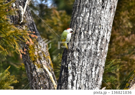 野鳥アオゲラ 野鳥アオゲラ 136821836