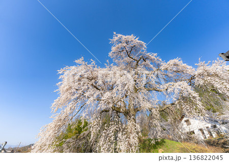 【桜素材】朝日を浴びる麻績の里の石塚桜【長野県】 【桜素材】朝日を浴びる麻績の里の石塚桜【長野県】 136822045