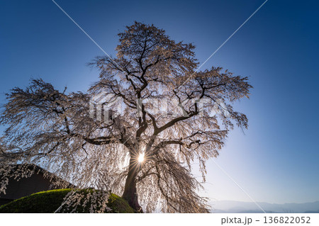 【桜素材】朝日を浴びる麻績の里の石塚桜【長野県】 136822052