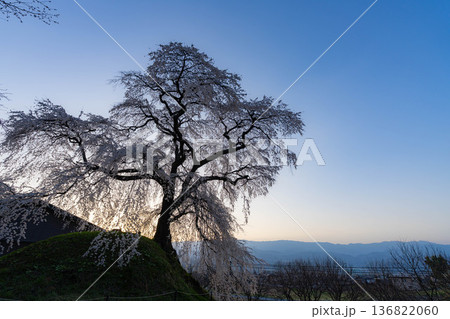 【桜素材】朝日を浴びる麻績の里の石塚桜【長野県】 【桜素材】朝日を浴びる麻績の里の石塚桜【長野県】 136822060