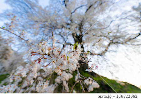 【桜素材】朝日を浴びる麻績の里の石塚桜【長野県】 136822062