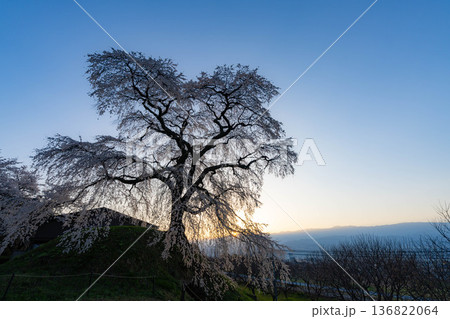 【桜素材】朝日を浴びる麻績の里の石塚桜【長野県】 【桜素材】朝日を浴びる麻績の里の石塚桜【長野県】 136822064