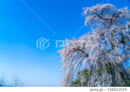 【桜素材】朝日を浴びる麻績の里の石塚桜【長野県】 136822074
