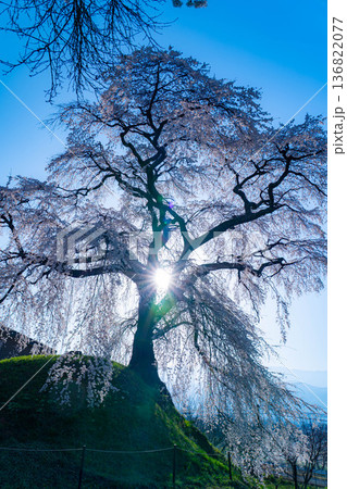 【桜素材】朝日を浴びる麻績の里の石塚桜【長野県】 【桜素材】朝日を浴びる麻績の里の石塚桜【長野県】 136822077
