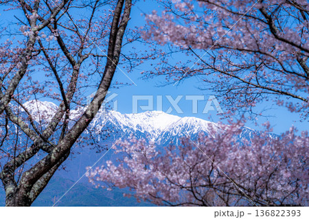 【桜素材】大草城址公園から見る桜と残雪の中央アルプス【長野県】 【桜素材】大草城址公園から見る桜と残雪の中央アルプス【長野県】 136822393
