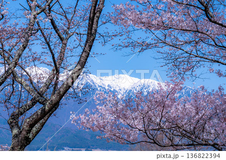 【桜素材】大草城址公園から見る桜と残雪の中央アルプス【長野県】 136822394