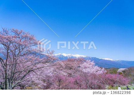 【桜素材】大草城址公園から見る桜と残雪の中央アルプス【長野県】 【桜素材】大草城址公園から見る桜と残雪の中央アルプス【長野県】 136822398