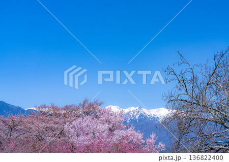 【桜素材】大草城址公園から見る桜と残雪の中央アルプス【長野県】 【桜素材】大草城址公園から見る桜と残雪の中央アルプス【長野県】 136822400
