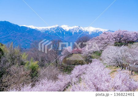 【桜素材】大草城址公園から見る桜と残雪の中央アルプス【長野県】 136822401