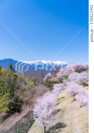 【桜素材】大草城址公園から見る桜と残雪の中央アルプス【長野県】 【桜素材】大草城址公園から見る桜と残雪の中央アルプス【長野県】 136822402
