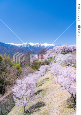 【桜素材】大草城址公園から見る桜と残雪の中央アルプス【長野県】 136822403