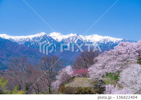 【桜素材】大草城址公園から見る桜と残雪の中央アルプス【長野県】 136822404