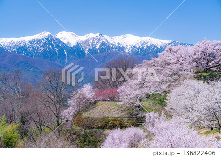 【桜素材】大草城址公園から見る桜と残雪の中央アルプス【長野県】 136822406