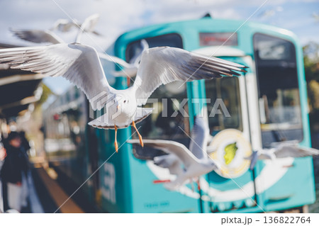 ユリカモメと電車 136822764