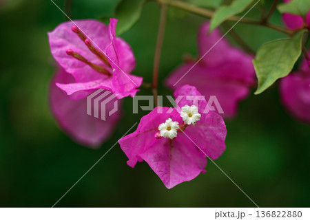 熱帯花木ブーゲンビリアの花 136822880