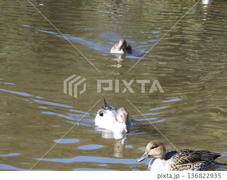 稲毛海浜公園浜の池冬の渡り鳥オナガガモ 稲毛海浜公園浜の池冬の渡り鳥オナガガモ 136822935