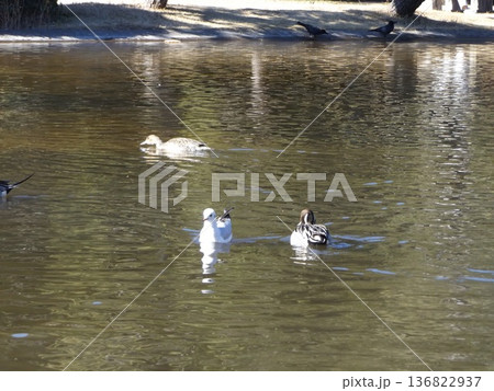 稲毛海浜公園浜の池冬の渡り鳥オナガガモとユリカモメ 稲毛海浜公園浜の池冬の渡り鳥オナガガモとユリカモメ 136822937