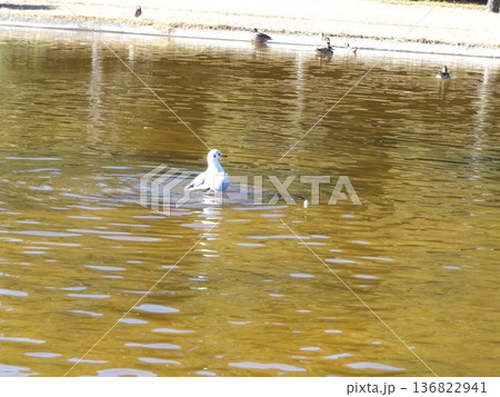稲毛海浜公園浜の池に来た冬の渡り鳥ユリカモメとオナガガモ 稲毛海浜公園浜の池に来た冬の渡り鳥ユリカモメとオナガガモ 136822941