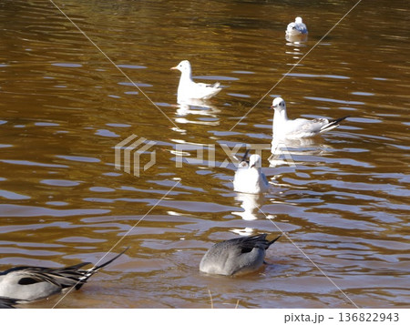 稲毛海浜公園浜の池に来た冬の渡り鳥ユリカモメとオナガガモ 稲毛海浜公園浜の池に来た冬の渡り鳥ユリカモメとオナガガモ 136822943