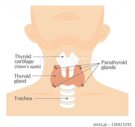 甲状腺の構造イラスト（副甲状腺・気管・甲状軟骨）カラー 136823291