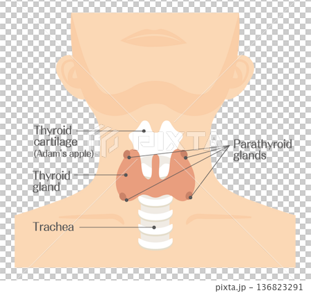 甲状腺の構造イラスト（副甲状腺・気管・甲状軟骨）カラー 136823291