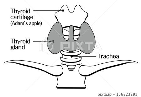 甲状腺の構造イラスト（副甲状腺・気管・甲状軟骨）モノクロ 136823293