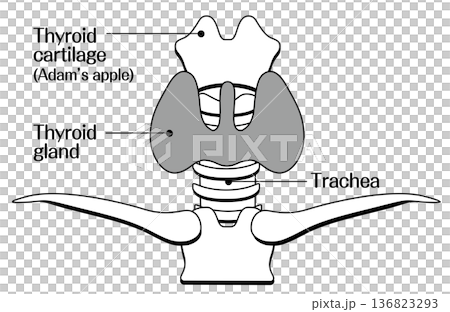 甲状腺の構造イラスト（副甲状腺・気管・甲状軟骨）モノクロ 136823293