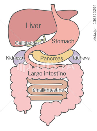 消化器系の構造イラスト(肝臓・胃・膵臓・大腸・小腸) 消化器系の構造イラスト(肝臓・胃・膵臓・大腸・小腸) 136823294