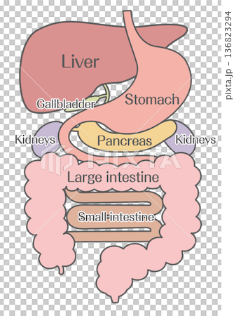 消化器系の構造イラスト(肝臓・胃・膵臓・大腸・小腸) 消化器系の構造イラスト(肝臓・胃・膵臓・大腸・小腸) 136823294