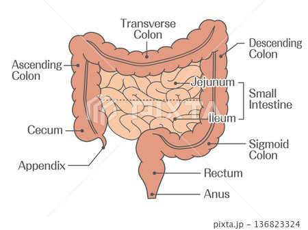 大腸と小腸の構造解剖図(空腸・回腸) 大腸と小腸の構造解剖図(空腸・回腸) 136823324