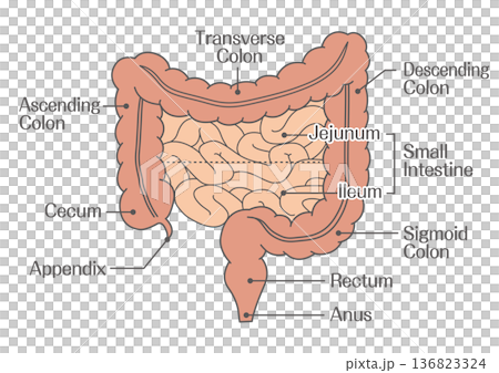 大腸と小腸の構造解剖図(空腸・回腸) 大腸と小腸の構造解剖図(空腸・回腸) 136823324