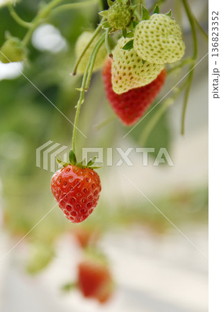 空中農園のいちご狩り 136823352