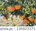 果皮がつるつるなみかん盛田温州 136823371
