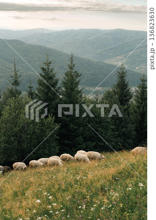 Flock of Sheep Grazing Near Forest in Mountain Landscape 136823630