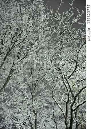夜の新潟県立スポーツ公園の雪景色（新潟県新潟市） 136823777