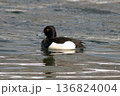 キンクロハジロのオスが川面を泳ぐ姿｜日本の野鳥・水辺の自然風景 136824004