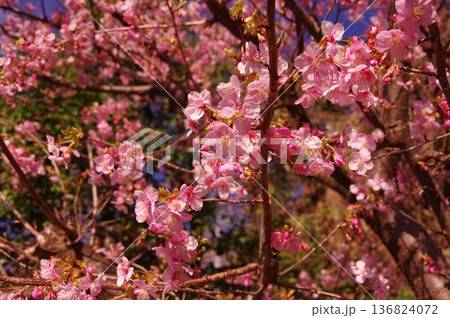 春の訪れを告げる河津桜 春の訪れを告げる河津桜 136824072