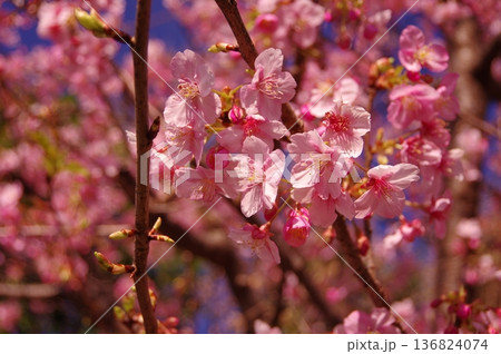 春の訪れを告げる河津桜 136824074