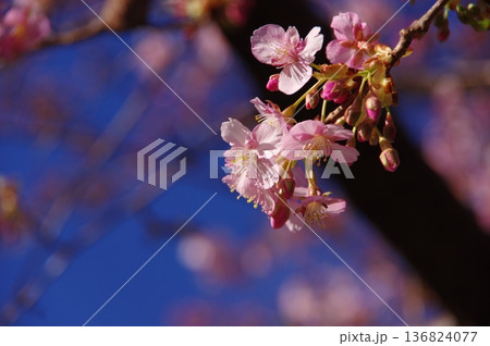 春の訪れを告げる河津桜 春の訪れを告げる河津桜 136824077