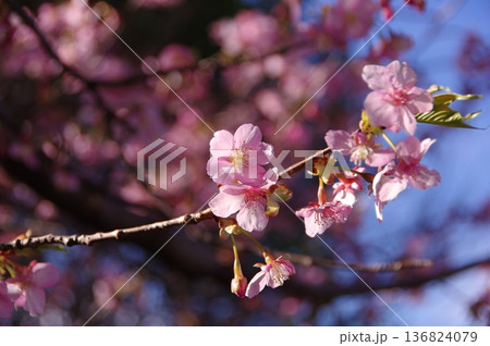 春の訪れを告げる河津桜 136824079