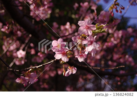 春の訪れを告げる河津桜 136824082