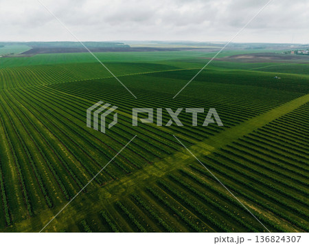 Aerial majestic landscape view of agricultural field 136824307