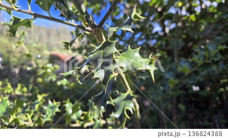 Close-up of holly leaves with spiky edges in nature setting Close-up of holly leaves with spiky edges in nature setting 136824388