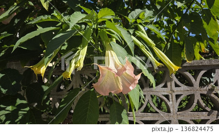 Brugmansia plant blooming with pink and yellow flowers in a lush garden setting. Family Solanaceae. Angel's trumpets Brugmansia plant blooming with pink and yellow flowers in a lush garden setting. Family Solanaceae. Angel's trumpets 136824475